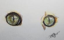 Cat Eyes In Colored Pencil 1 | Tracy Marie Lewis | www.stuffnthingz.com