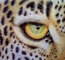 Leopard Eye Study Tutorial | Tracy Marie Lewis | www.stuffnthingz.com
